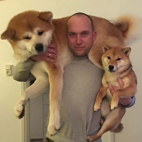 Người đàn ông ôm chó Akita Inu trên vai và Shiba Inu trong tay, hai giống chó Nhật nổi tiếng thông minh, độc lập