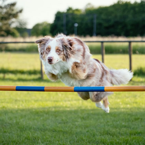 Chó Border Collie biểu diễn nhảy vượt rào thông minh