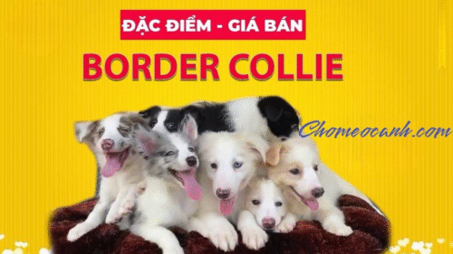 Banner đặc điểm và giá bán chó Border Collie từ Chomeocanh.com