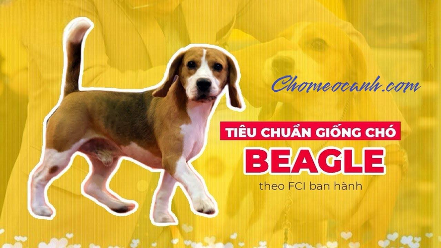 Tiêu chuẩn giống chó Beagle theo FCI ban hành, hình ảnh minh họa chó Beagle lông ba màu.