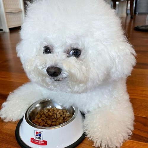 Chó Bichon Frise trắng bên tô thức ăn khô chất lượng