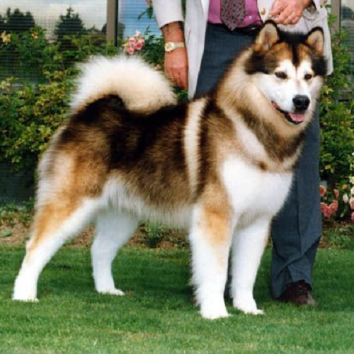 Lưu ý khi nuôi Alaska Malamute: Không gian sống rộng và giám sát an toàn.