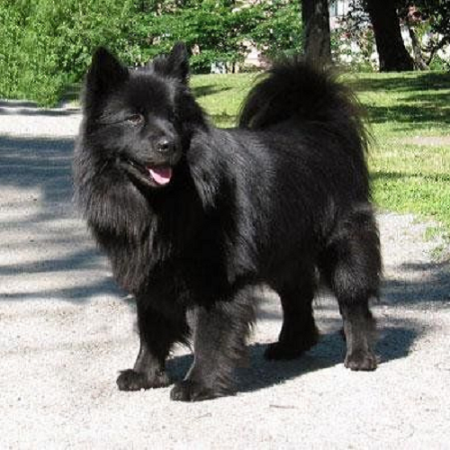Chó Samoyed màu đen hiếm với bộ lông dày, bóng mượt, dáng đứng oai phong giữa công viên