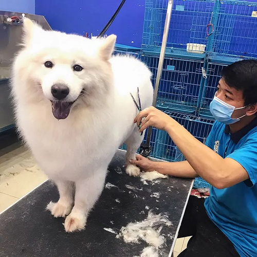 Nhân viên Chomeocanh.com đeo khẩu trang đang tỉa lông cho chó Samoyed trắng trên bàn grooming
