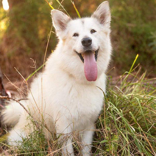 Chó Samoyed lai Becgie Đức lông trắng vàng, tai dựng, lưỡi dài thè ra, ngồi giữa bãi cỏ