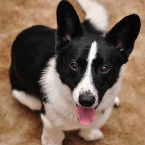 Chó Border Collie lai Corgi chân ngắn, tai dựng, mặt cười