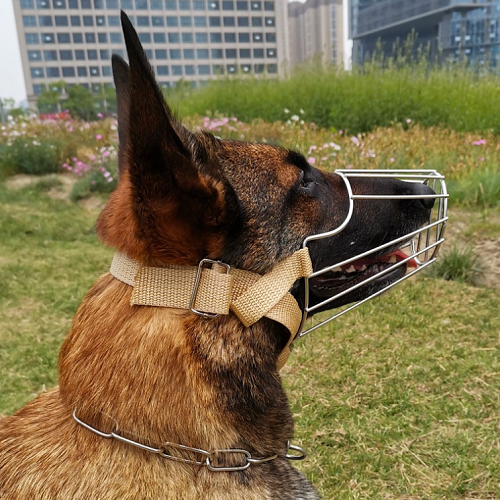 Chó Malinois đeo rọ mõm kim loại, nhìn nghiêng khi đứng ngoài trời