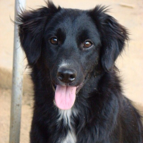 Chó Borador lai Border Collie và Labrador đen lưỡi thè