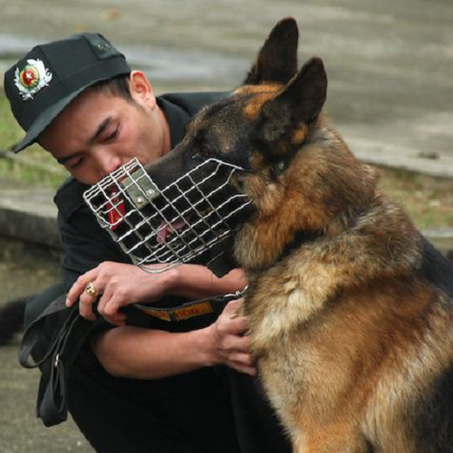 Chó Bécgie Đức đeo rọ mõm đang được huấn luyện bởi cảnh khuyển