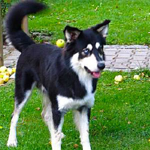 Chó Border Collie lai Husky màu đen trắng, mắt sáng, tai dựng