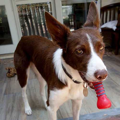 Chó Dobie lai Border Collie và Doberman cầm đồ chơi màu đỏ