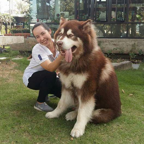 Chó Alaska Giant nhập khẩu châu Âu và khách hàng tại Chomeocanh.com