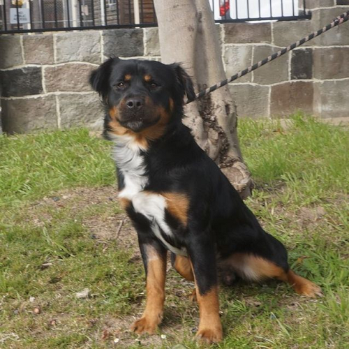 Chó Collieweiler lai Border Collie và Rottweiler đang ngồi cạnh gốc cây
