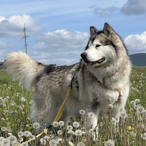 Chó Alaska lai chó Becgie Đức trưởng thành, sở hữu ngoại hình khỏe mạnh và mạnh mẽ.