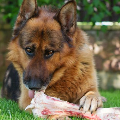 Chó Bécgie Đức hơn 6 tháng tuổi đang gặm xương sống tươi trên bãi cỏ