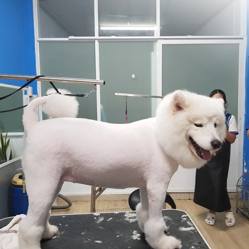Chó Samoyed được cạo lông gọn gàng để điều trị bệnh da tại spa thú cưng