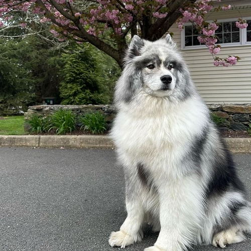 Chó Samoyed lai Husky lông xám trắng ngồi trước nhà