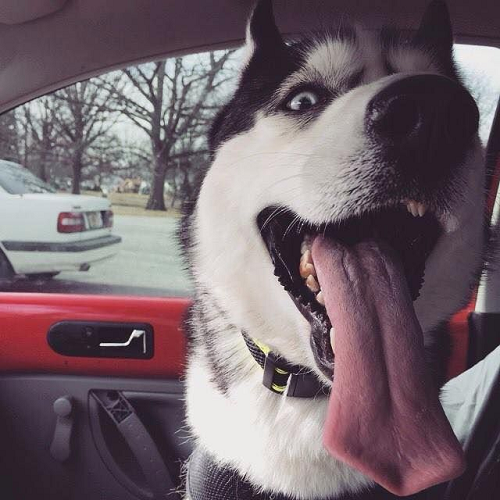 Chó Husky thè lưỡi siêu dài với biểu cảm ngáo ngơ đáng yêu ngồi trong xe hơi