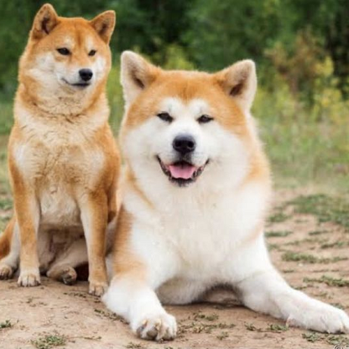 Chó Shiba Inu và Akita Inu ngồi cạnh nhau, lông dày vàng trắng, tai dựng, đuôi cuộn, thần thái cảnh giác