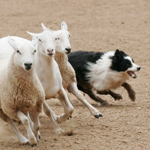 Chó Border Collie đang chăn cừu trên cánh đồng