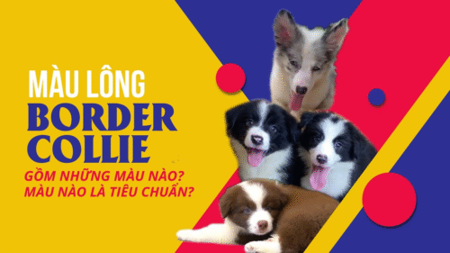 Banner màu lông chó Border Collie gồm nhiều màu sắc phổ biến