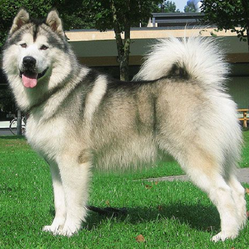 Chó Alaska trưởng thành thuần chủng đẹp