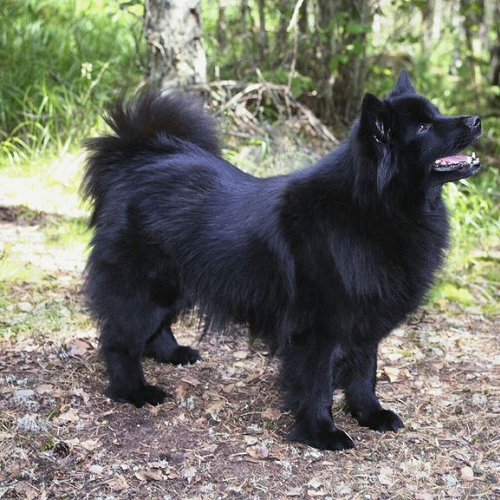 Chó Samoyed màu đen thuần chủng dáng đứng dũng mãnh giữa rừng, lông dày mượt và đuôi cong ấn tượng