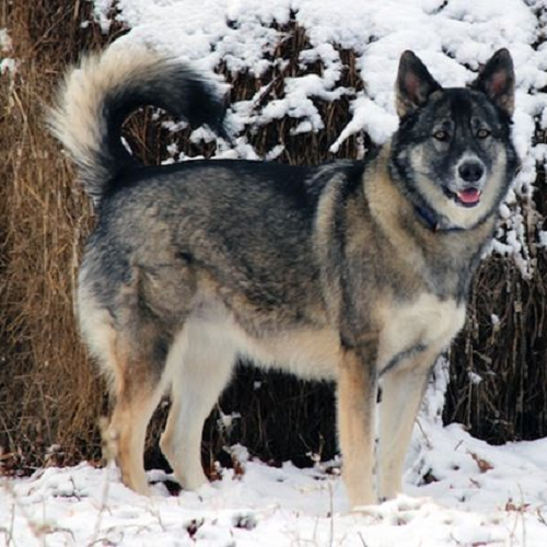 Chó Alaska lai Becgie trưởng thành, mạnh mẽ với bộ lông dày, thân hình săn chắc.