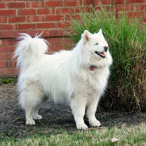 Chó Samoyed lai Alaska với bộ lông dày và thân hình vạm vỡ.