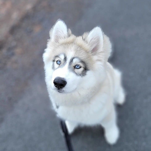 Chó Alaska Malamute lai Husky với bộ lông đẹp và ánh mắt quyến rũ.