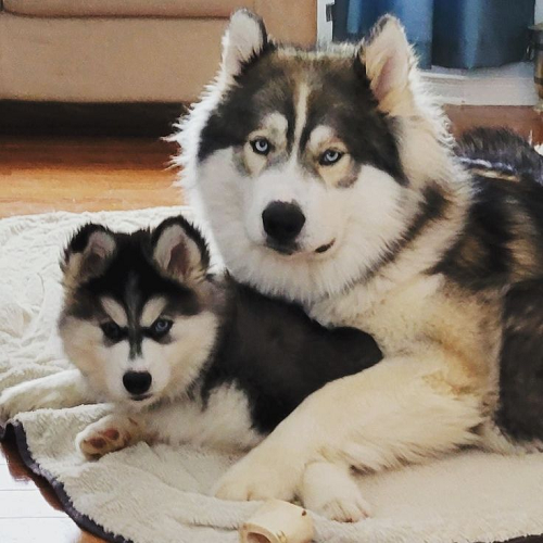 Alaska Malamute lai Husky với vẻ ngoài mạnh mẽ và bộ lông đẹp.