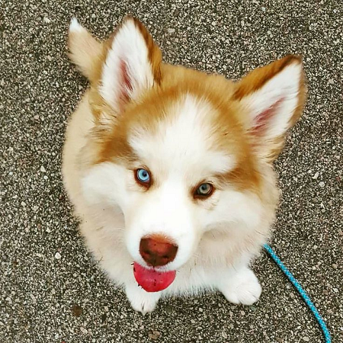 Alaska Malamute lai Husky với bộ lông đẹp và đôi mắt ấn tượng.