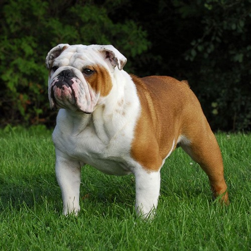 Chó Bulldog Anh đứng trên cỏ – ngoại hình ngầu, tính cách hiền lành.