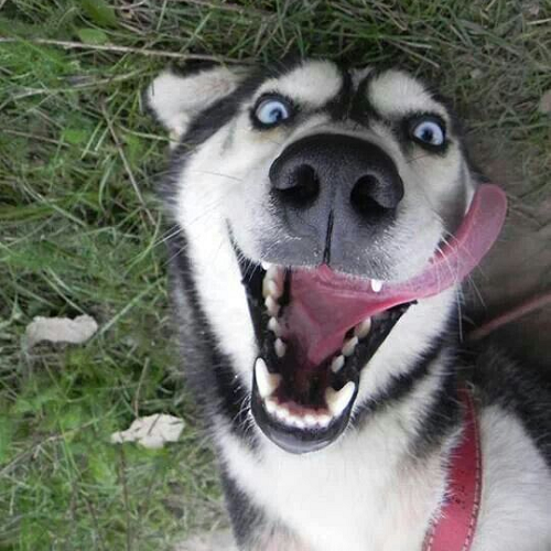 Chó Husky nằm lăn ra cỏ với biểu cảm mặt ngáo, mắt trợn tròn và lưỡi lè dài