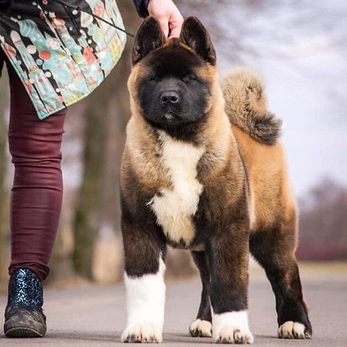 Chó American Akita đực nhập khẩu, đứng oai vệ, lông dày, chân trắng, đuôi cuộn tròn