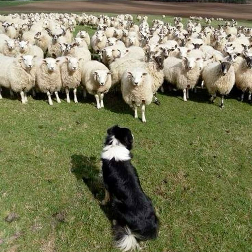 Border Collie đối diện đàn cừu trong tư thế kiểm soát