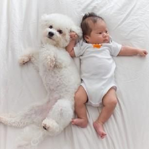 Chó Bichon Frise nằm ôm bé sơ sinh cực kỳ thân thiện và dễ thương