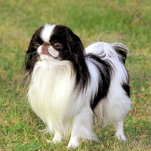 Chó Japanese Chin lông dài trắng đen, đứng trên bãi cỏ, vẻ mặt điềm tĩnh và quý phái
