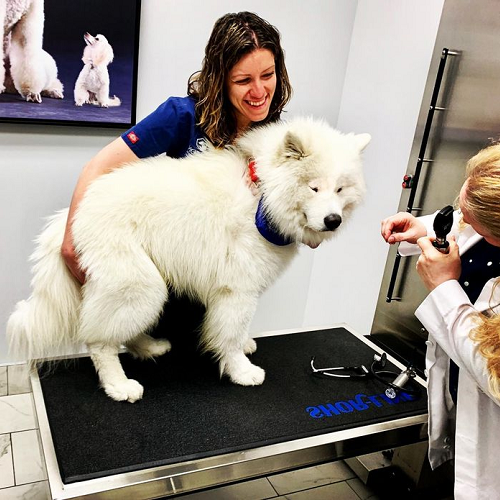 Bác sĩ thú y kiểm tra sức khỏe chó Samoyed trước khi phẫu thuật