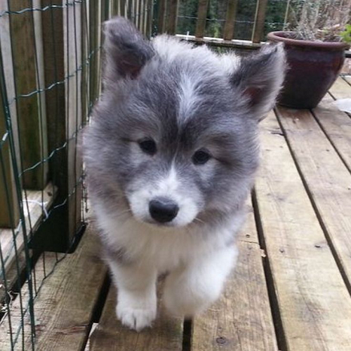 Chó Samoyed lai Husky con lông xám trắng đáng yêu