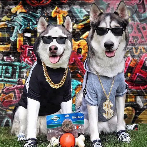 Hai chú chó Husky mặc đồ hiphop, đeo kính râm và dây chuyền vàng