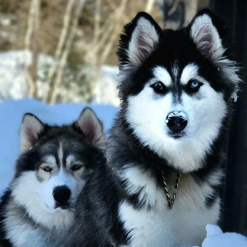 Alaska Malamute lai Husky (Alusky) – Bộ lông mềm mượt, mắt xanh quyến rũ.
