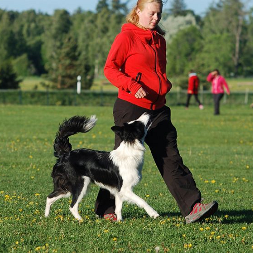 Border Collie tập luyện cùng huấn luyện viên trên sân cỏ