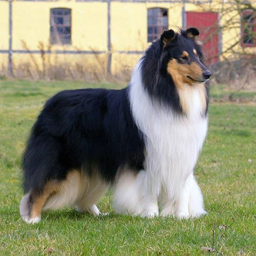 Chó Rough Collie nhập khẩu đen trắng đứng trên bãi cỏ