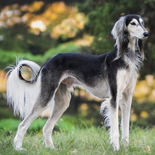 Chó Saluki lông dài, dáng thanh mảnh, đứng trên bãi cỏ, ngoại hình quý phái và nhanh nhẹn.