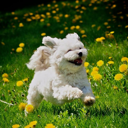 Chó Bichon Frise trắng đang chạy nhảy giữa đồng hoa rực rỡ