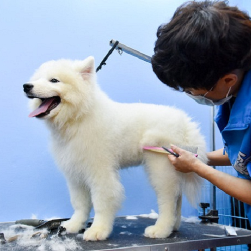 Chó Samoyed đang được cắt tỉa lông do bị rối nặng