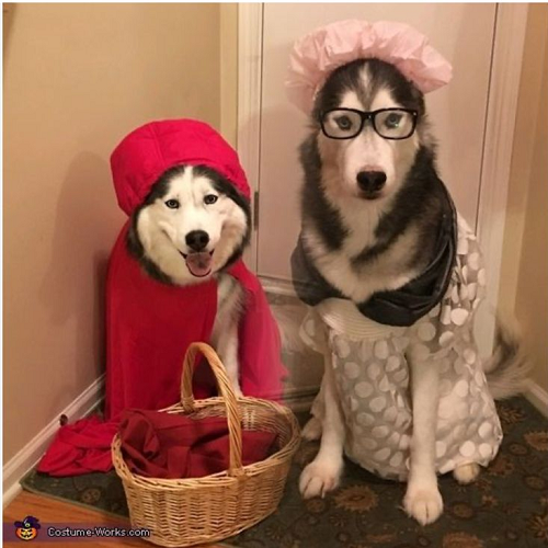 Hai chú chó Husky hóa trang thành nhân vật cổ tích với áo choàng đỏ và váy