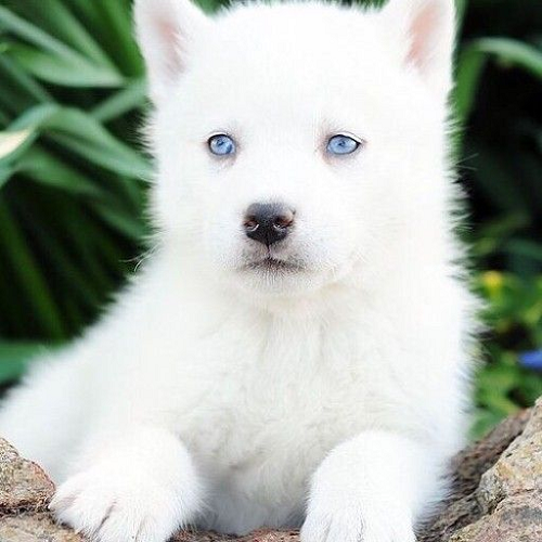 Chó Husky trắng hiếm có mắt xanh lam, nằm trên đá giữa vườn cây