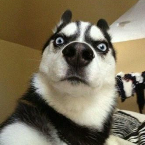 Chó Husky trợn mắt ngơ ngác với biểu cảm hài hước như đang bị “bắt quả tang”